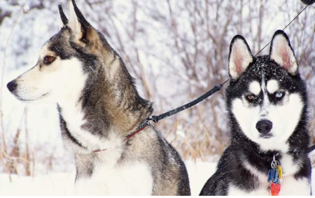 Gracie and Jack