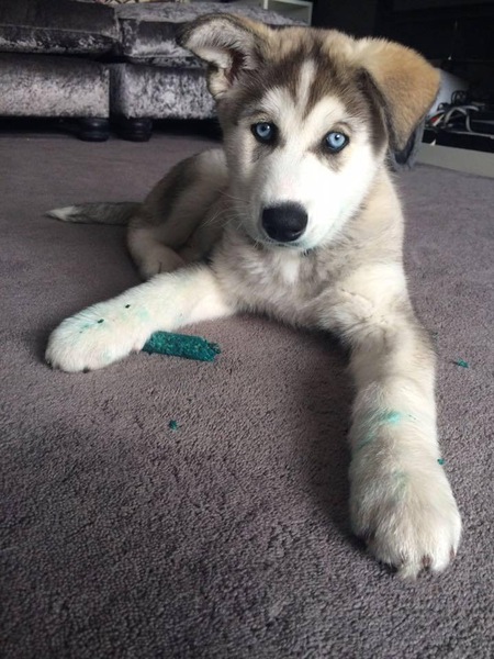 Loki
