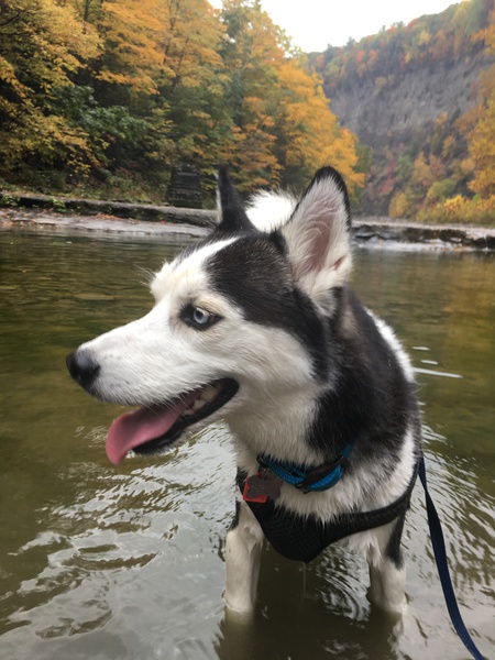 Odin