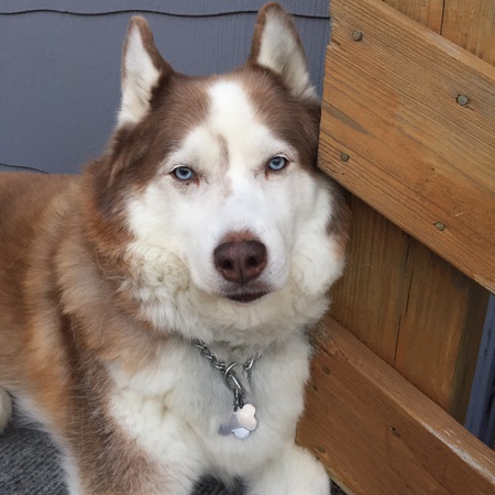 Kavik