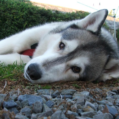 Kobi
