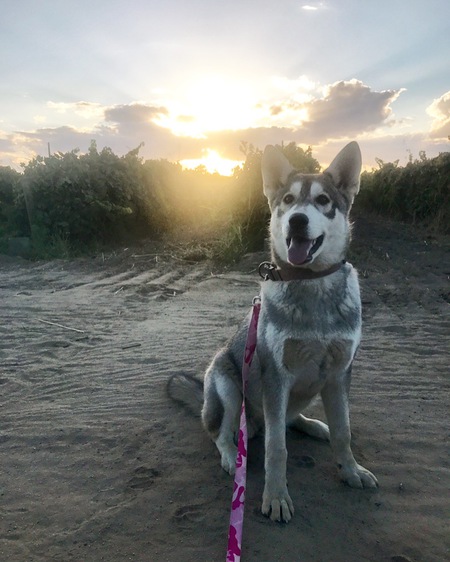 Dixie