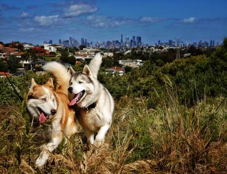 Kali (red) and Luka (silver)