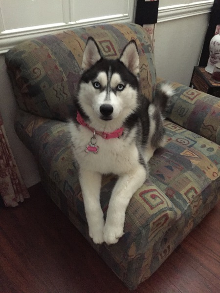 Mishka 