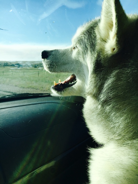 Shylo