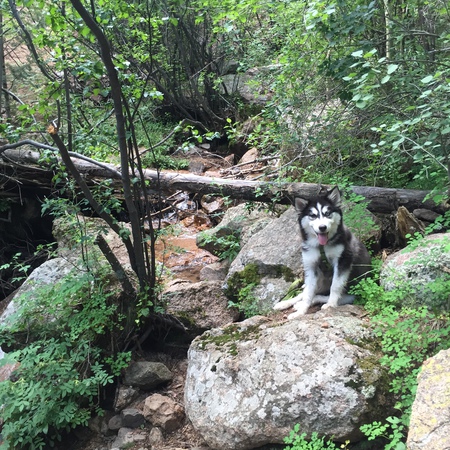 Odin