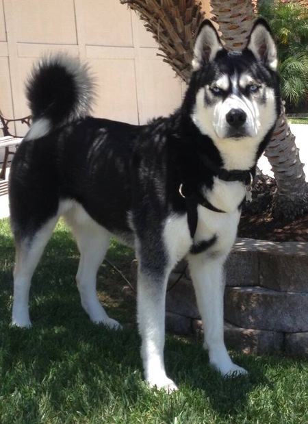 Logan