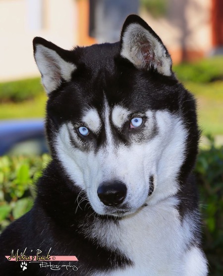 Logan