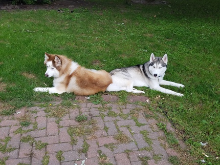Shylo and Apollo