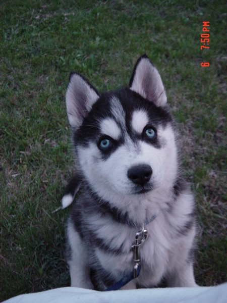 Zeus