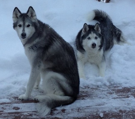 Jazmine & Yukon 