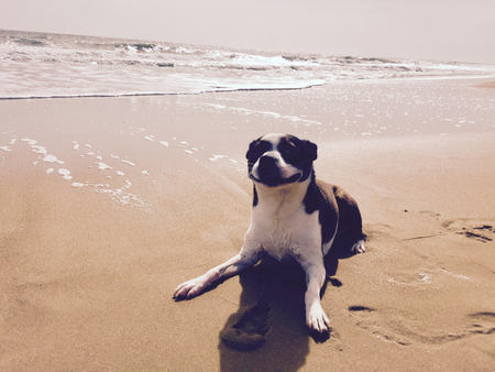 Layla the 3 Legged Dog
