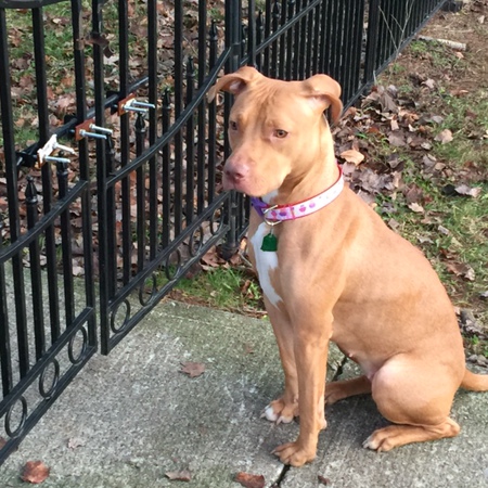 Coffee - Blind Pit Bull