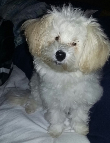 Pupi