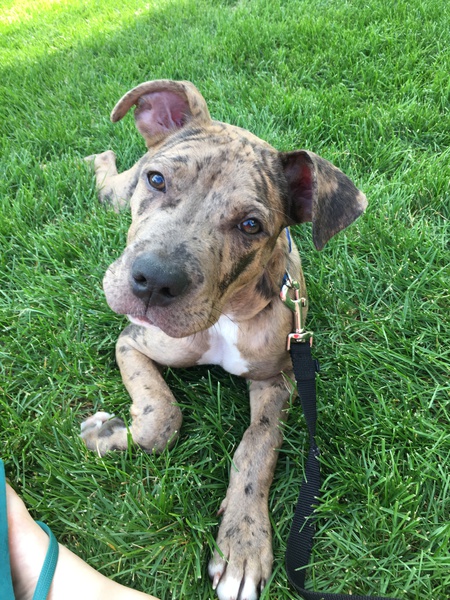 Barkley
