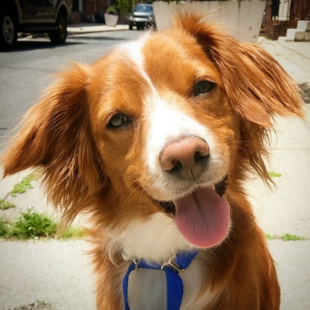 Pip 
