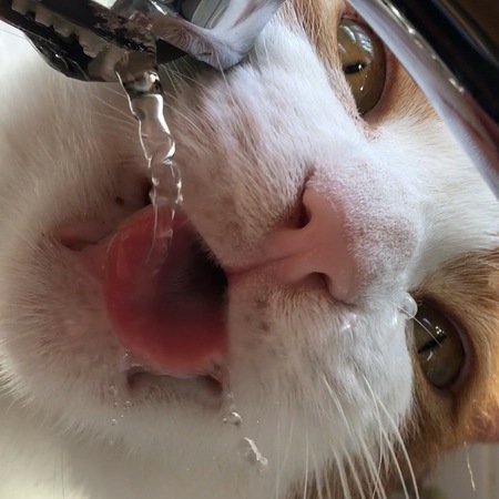 Pauly Pawsby