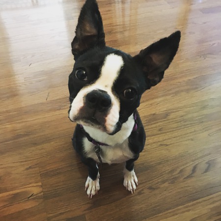 Harley