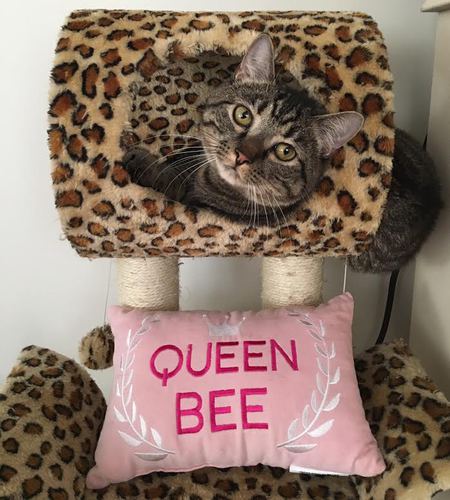 Rajah Mew