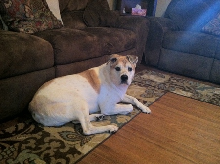 Rex