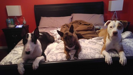 Buster Missie and Odin