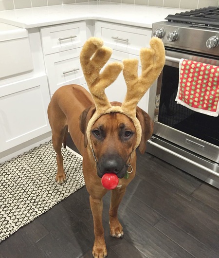 Rosco 