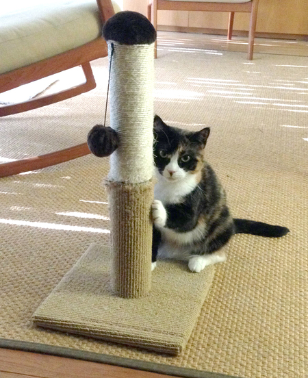 Kitty