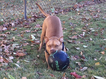 Nala 