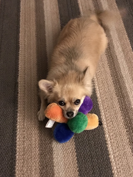 Lola