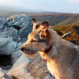 Entry image for Lucy