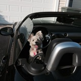 Entry image for Penelope Rose