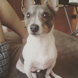 Entry image for Buster