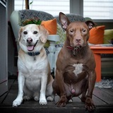 Entry image for The Griner Boys (Max and Red)