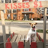 Entry image for Fozzy