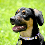 Entry image for Kaia