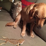 Entry image for Carter the mutt, Elliott the bearded dragon