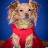 Entry image for Miya