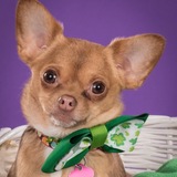 Entry image for Hula