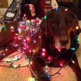 Entry image for Fitzgerald