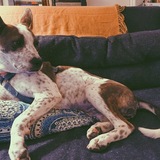 Entry image for Remy