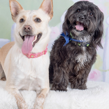 Entry image for Maggie and Henry