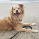 Entry image for Finn