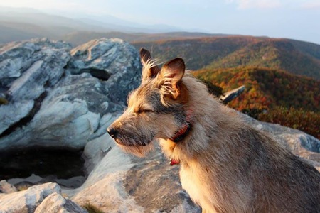 Entry image for Lucy. Clicking this image will show a larger photo