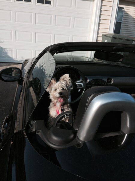 Entry image for Penelope Rose. Clicking this image will show a larger photo