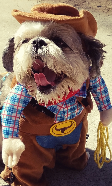 Entry image for Ralphie. Clicking this image will show a larger photo