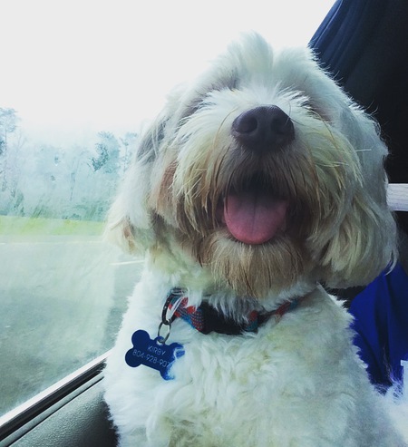 Entry image for Kirby. Clicking this image will show a larger photo