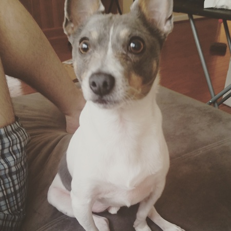 Entry image for Buster. Clicking this image will show a larger photo