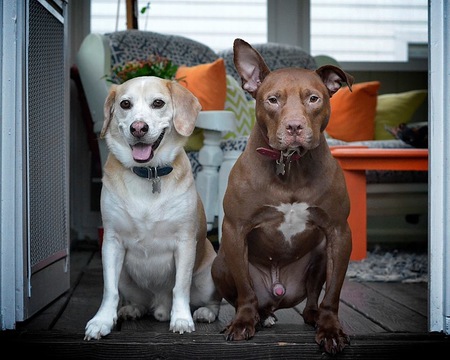 Entry image for The Griner Boys (Max and Red). Clicking this image will show a larger photo