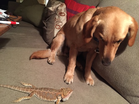 Entry image for Carter the mutt, Elliott the bearded dragon. Clicking this image will show a larger photo