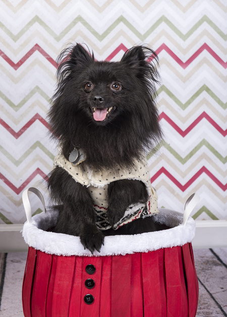 Entry image for Milo. Clicking this image will show a larger photo